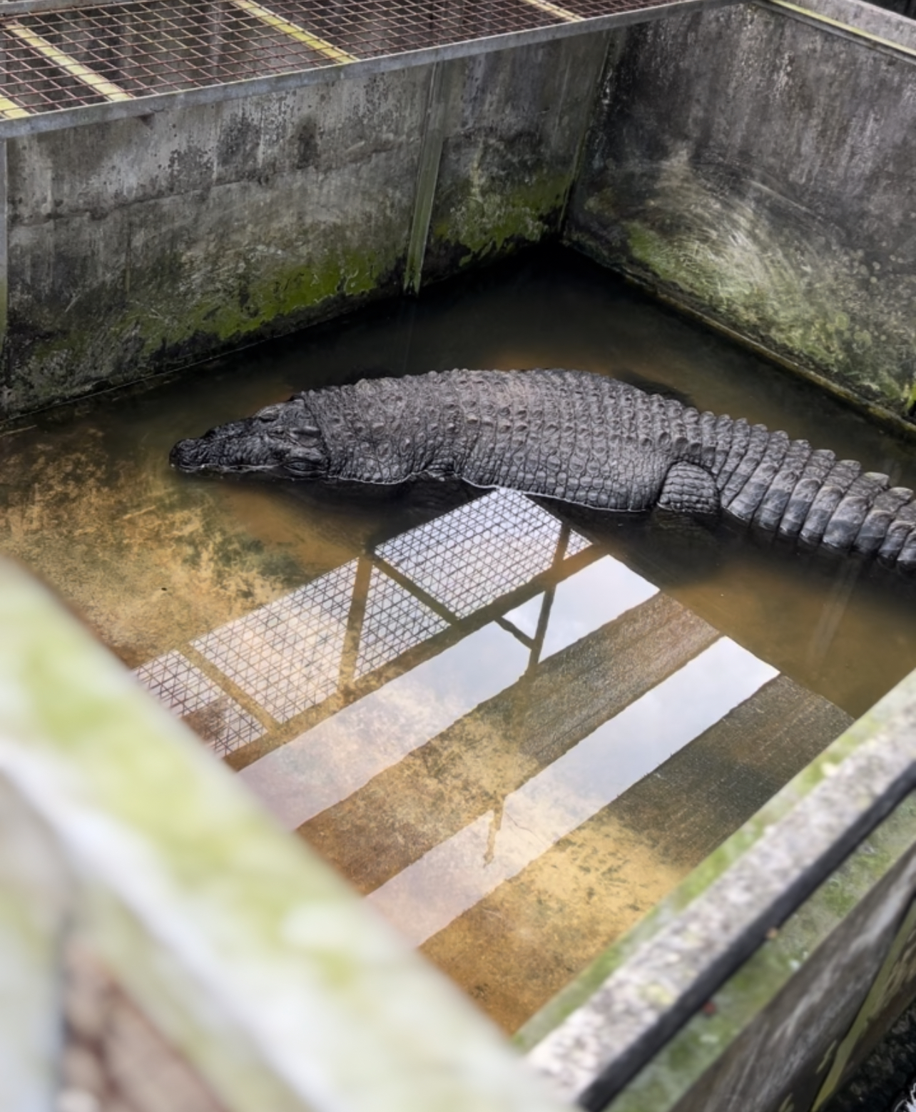 A Memorable Family Visit to Singapore's Last Surviving Crocodile Farm ...