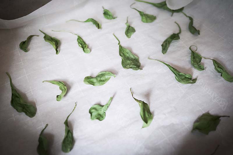 Making Spinach Chips with Young Toddler